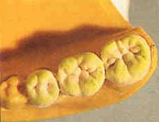 gnathoporc4